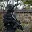Range_cat